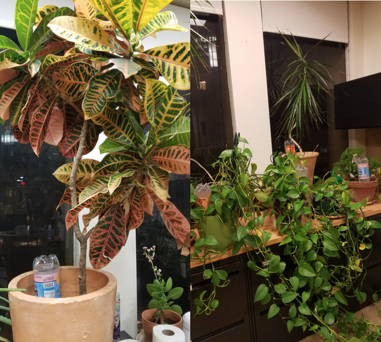 Plants with watering bottles during pandemic absence. March 2020