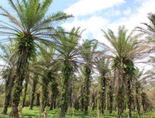 Palm Oil Worlds: An Interview with Dr. Sophie Chao  Kymberley Chu & Sophie Chao