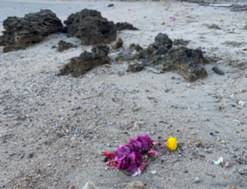 Shifting Landscapes, Shifting Identities: Oceanic World-Making in Fiji  by Ipsita Dey