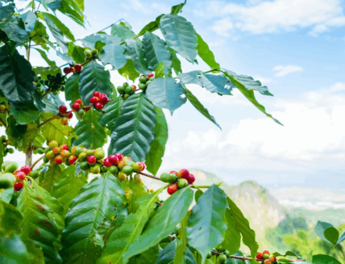 Between Fair Trade and Free Trade by Sarah Lyon