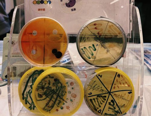 Visceral Lives in Taiwan’s Probiotic Visions by Shi Yeu Nga