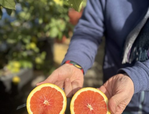 Until We Know: The Waithood of Citrus Trees in Jeju, Korea by June Hee Kwon